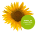 Bild von Sonnenblumensaatgut - Orfeo ST ungebeizt