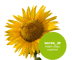 Bild von Sonnenblumensaatgut - Sores ST ungebeizt